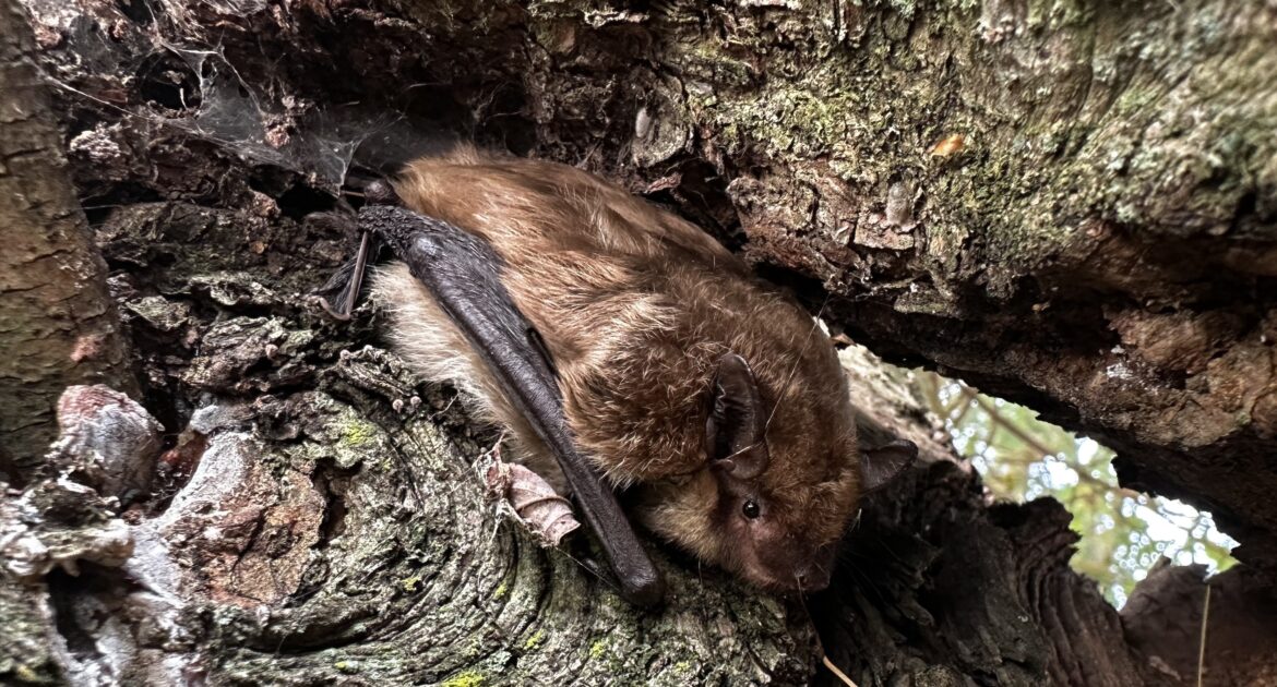 Little Brown Bats What You Need To Know About Them