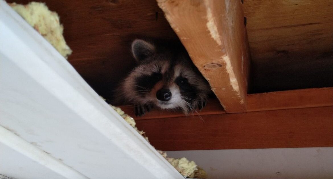 Milwaukee Wildlife Control: Common Places You May Find a Raccoon Nest