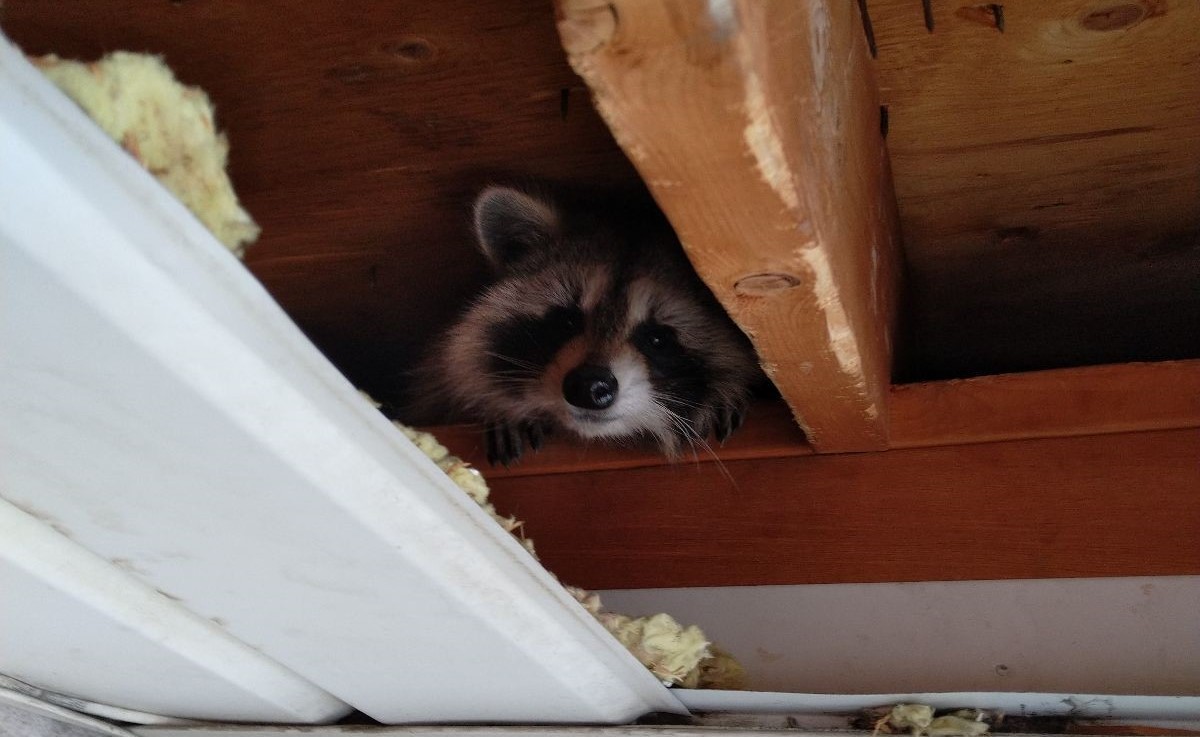 Milwaukee Wildlife Control: Common Places You May Find a Raccoon Nest