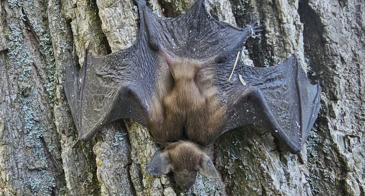 Montreal Bat Control Everything You Need To Know About White Nose Syndrome