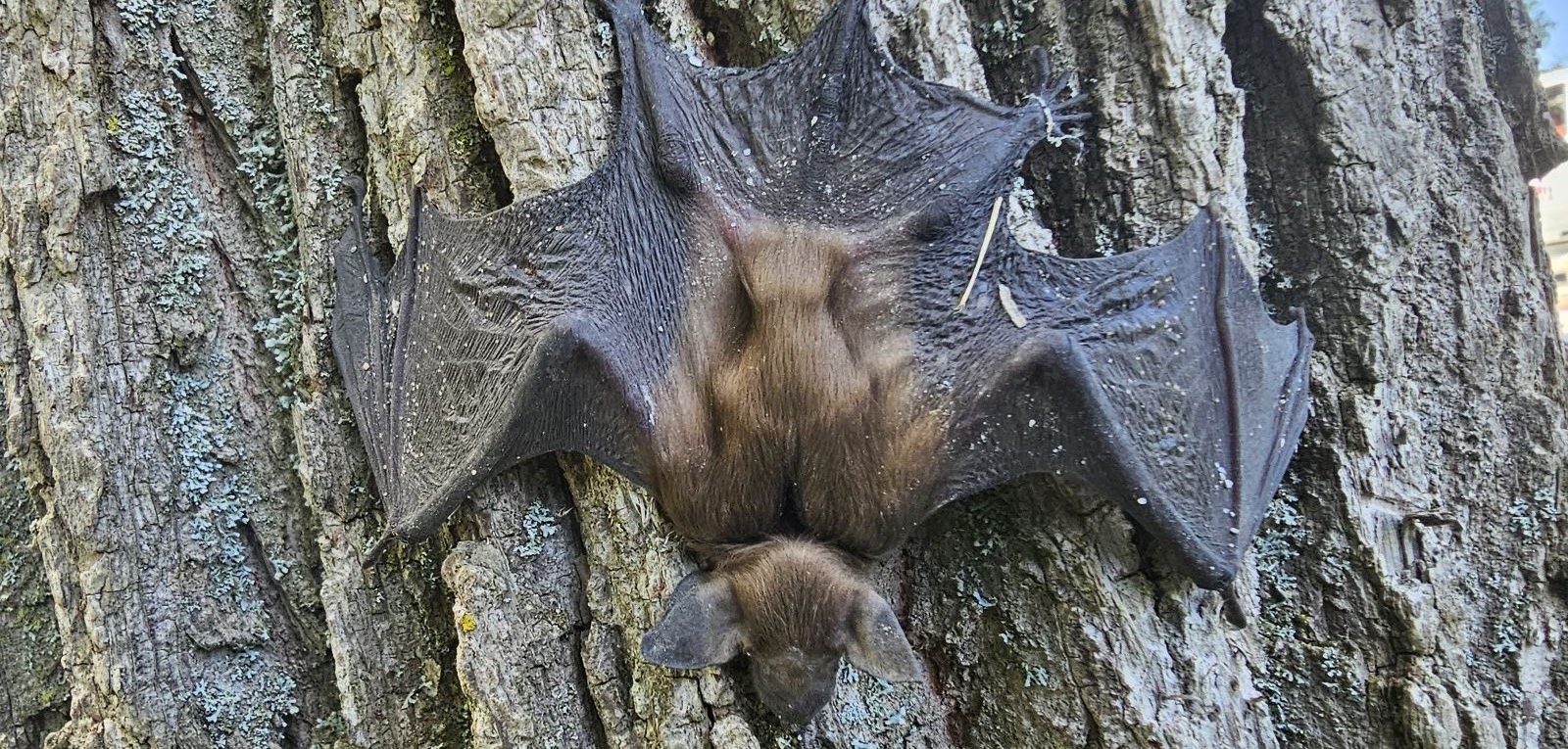 Montreal Bat Control Everything You Need To Know About White Nose Syndrome