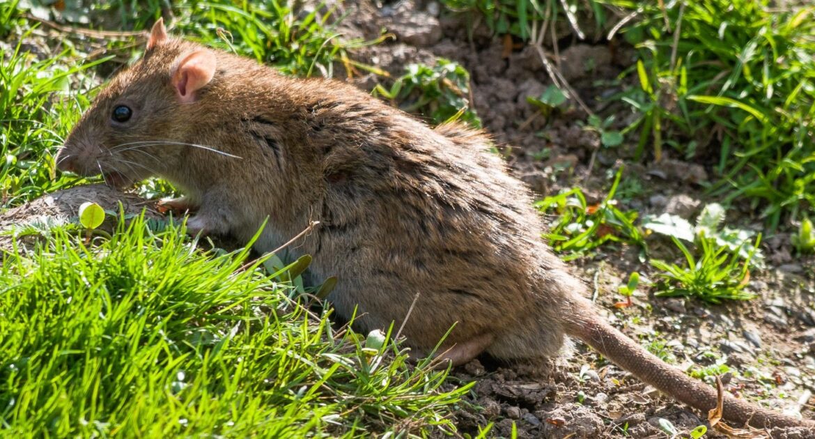 Montreal Wildlife Control - Common Problems That Rats Face In The Wild