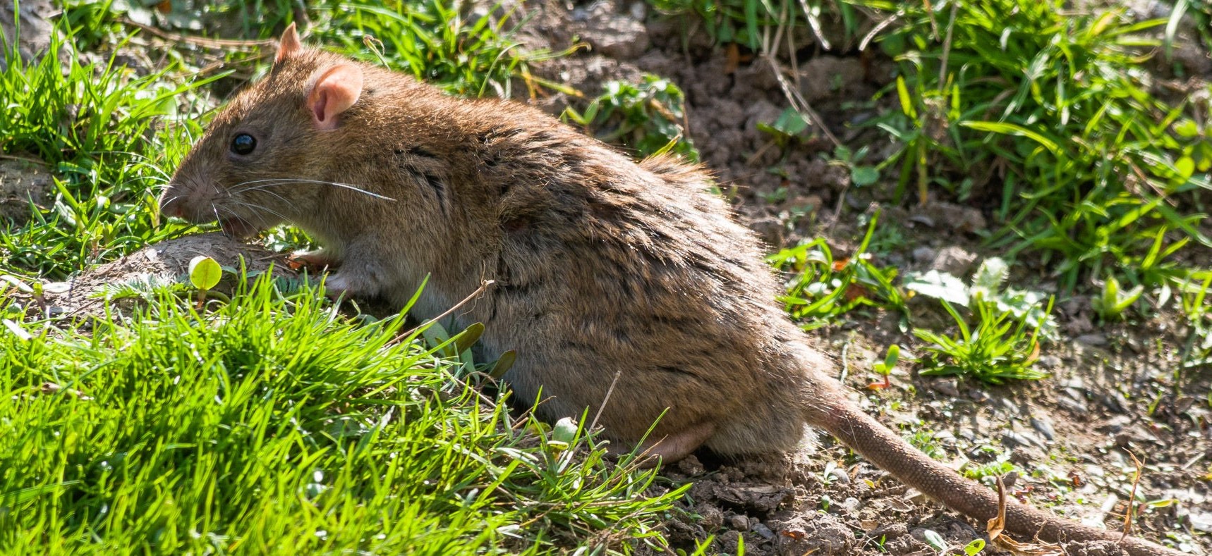 Montreal Wildlife Control - Common Problems That Rats Face In The Wild