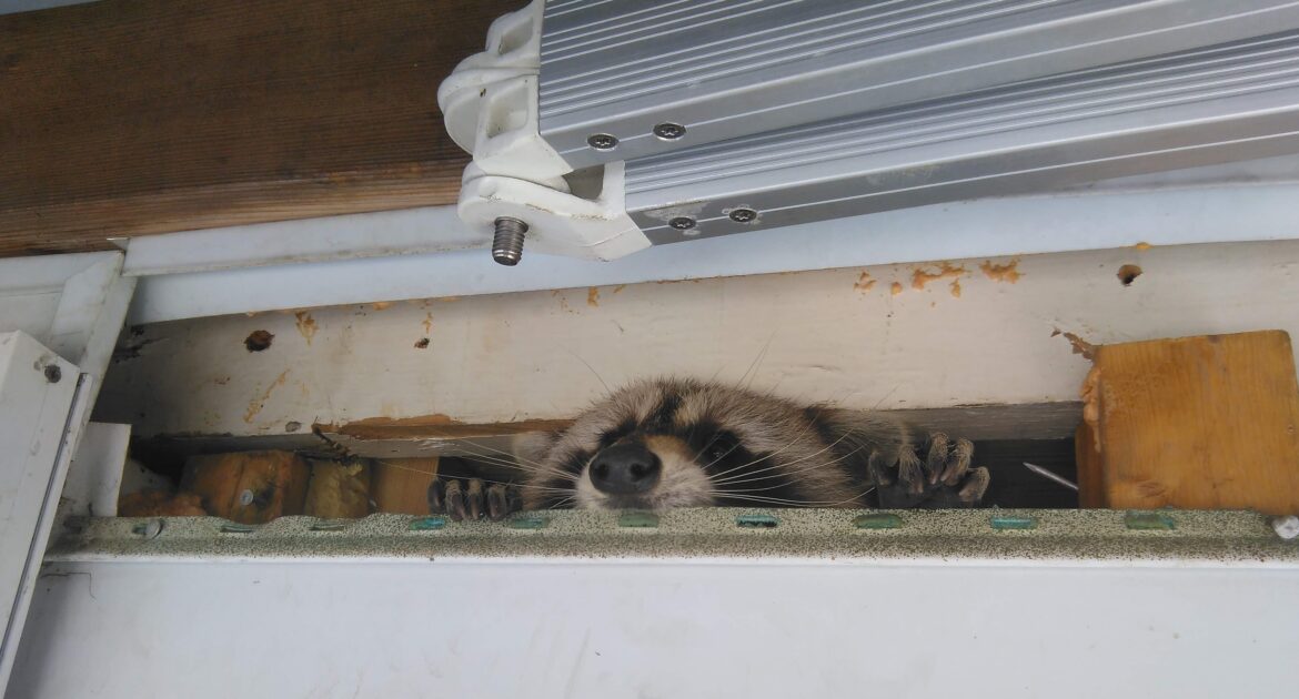 Montreal Wildlife Removal - How to Deal with a Raccoon Nesting in Your Chimney