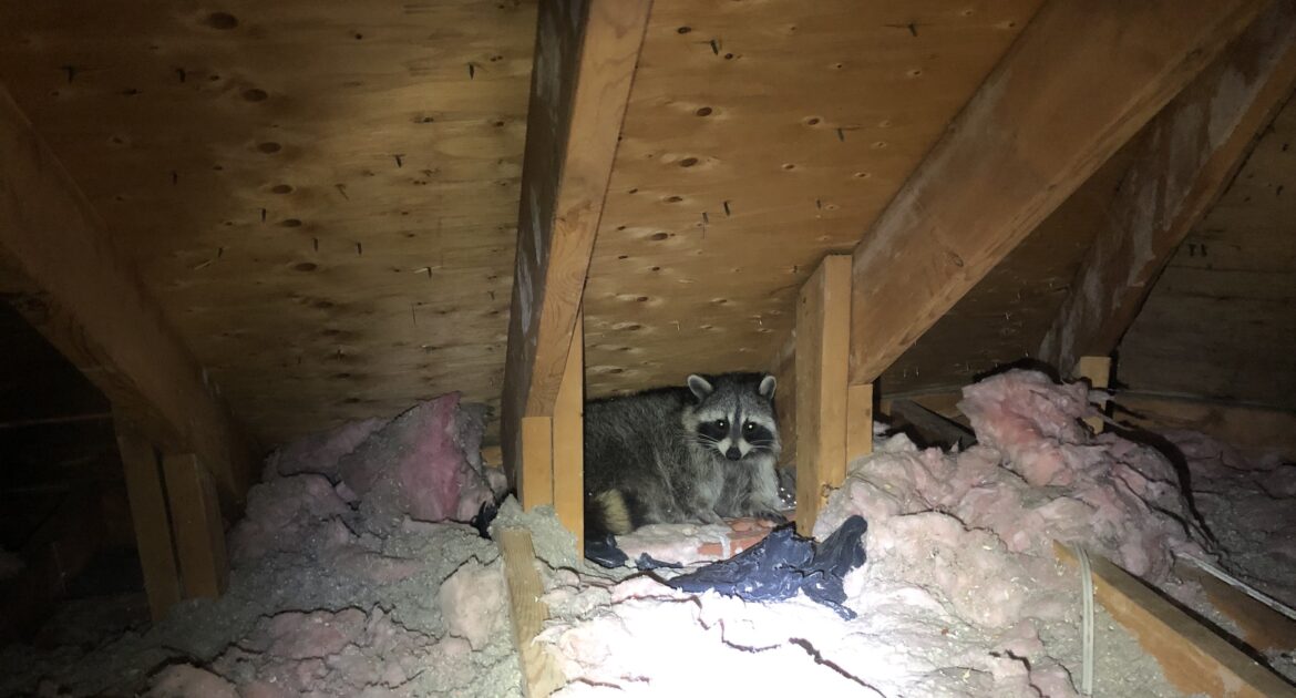 Oakville Wildlife Control Best Materials for Sealing Your Home to Keep Raccoons Out