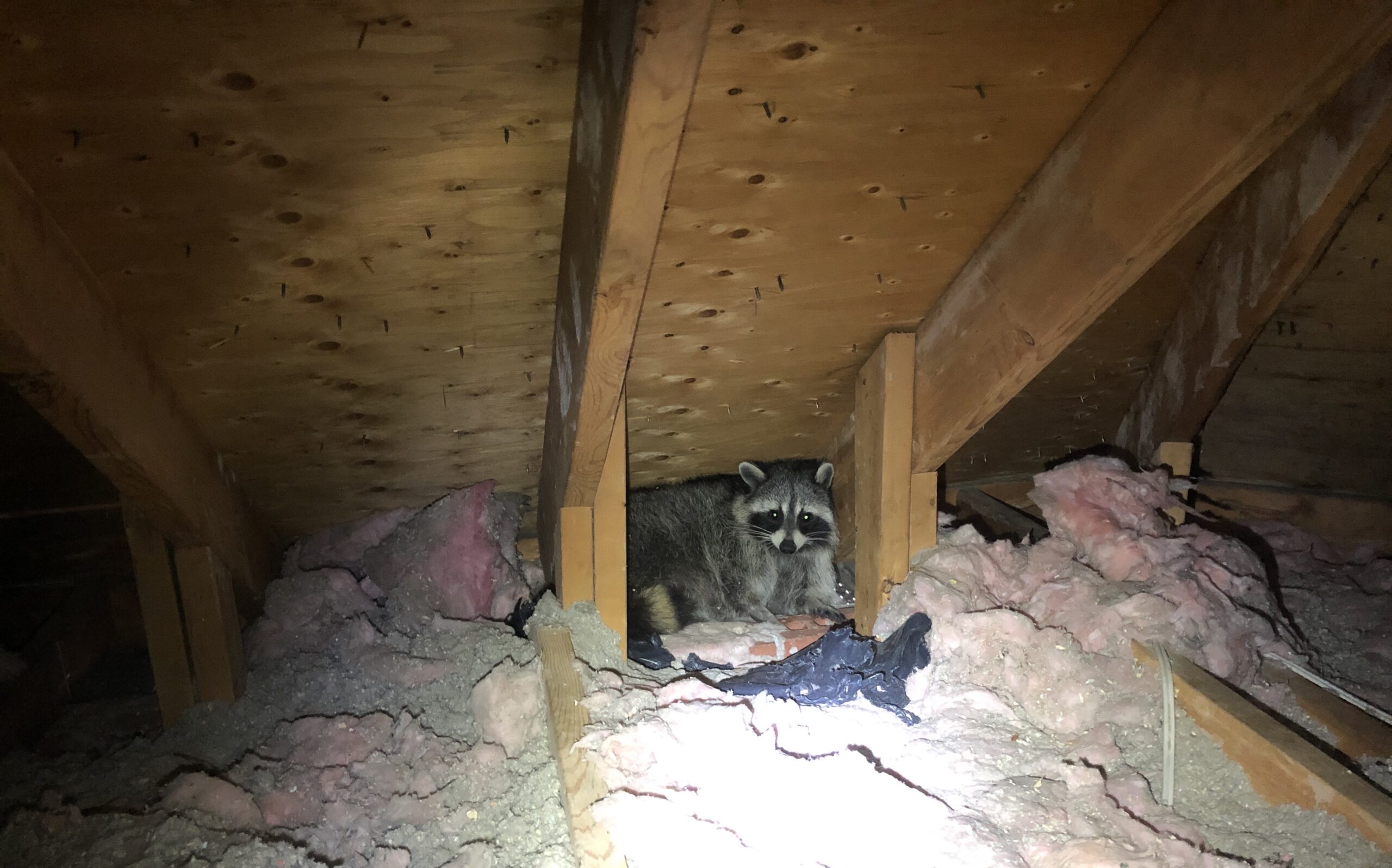 Oakville Wildlife Control Best Materials for Sealing Your Home to Keep Raccoons Out