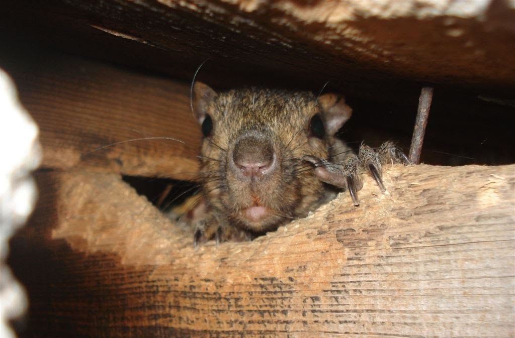 Oakville Wildlife Removal - Why Squirrels Chew Wires and How To Prevent It