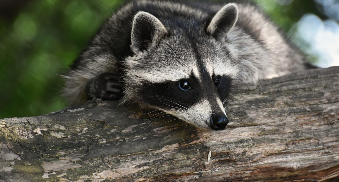 Raccoon Outside During The Day