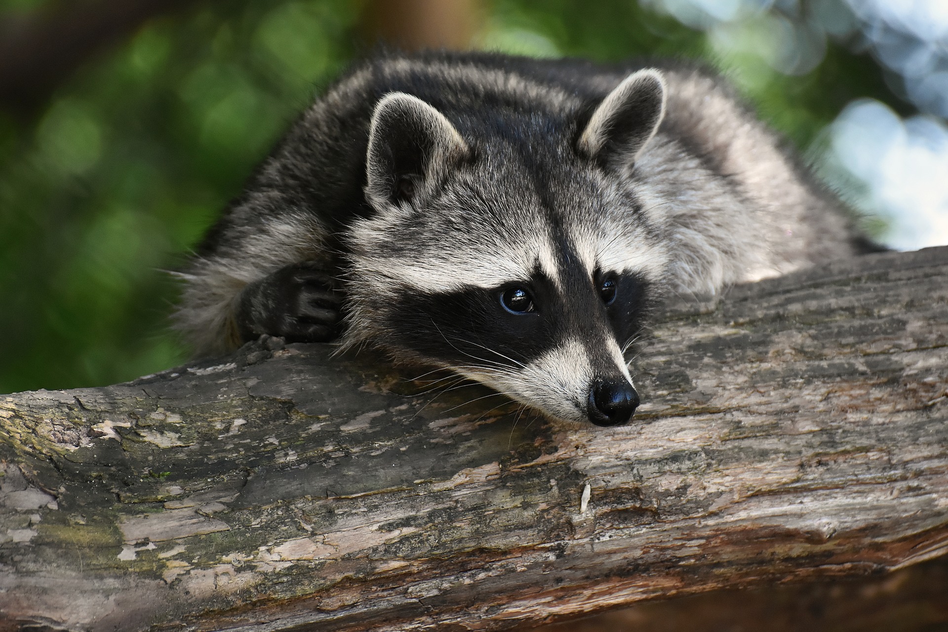 Raccoon Outside During The Day