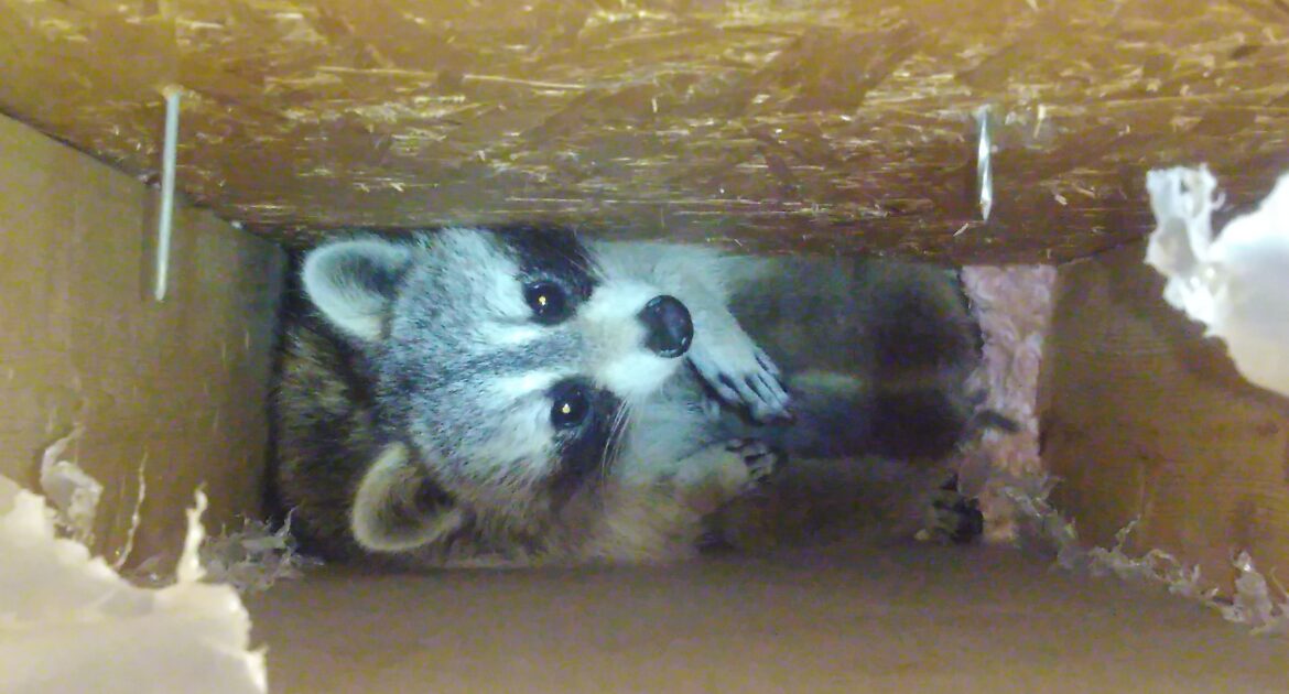 Raccoons and Roof Damage How to Identify and Repair It