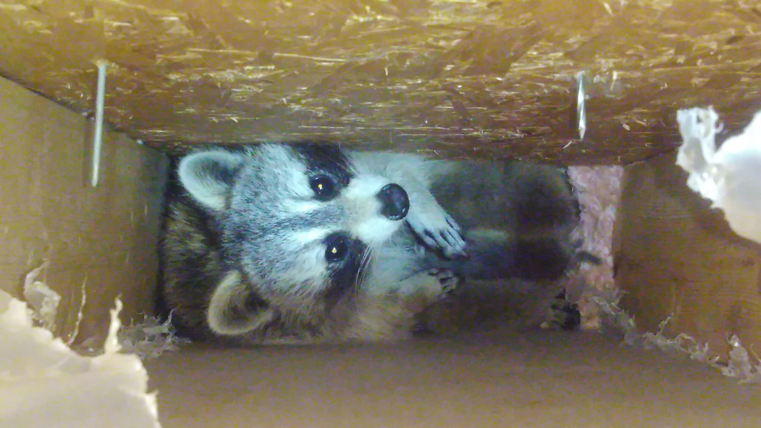 Raccoons and Roof Damage How to Identify and Repair It