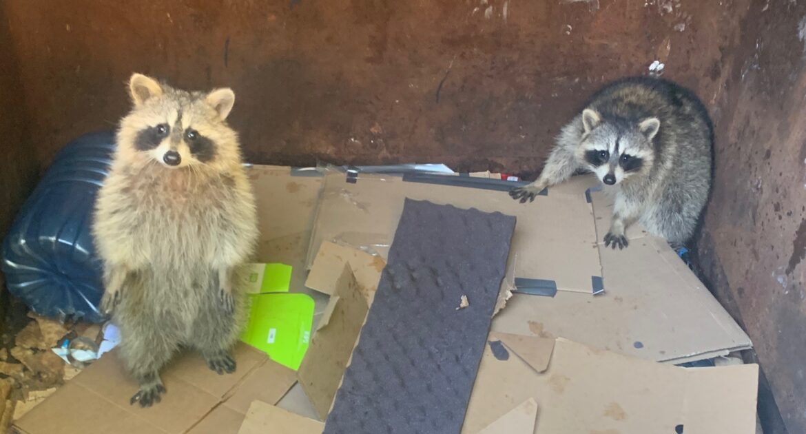 Raccoons vs. Trash Cans - Tips to Secure Your Waste