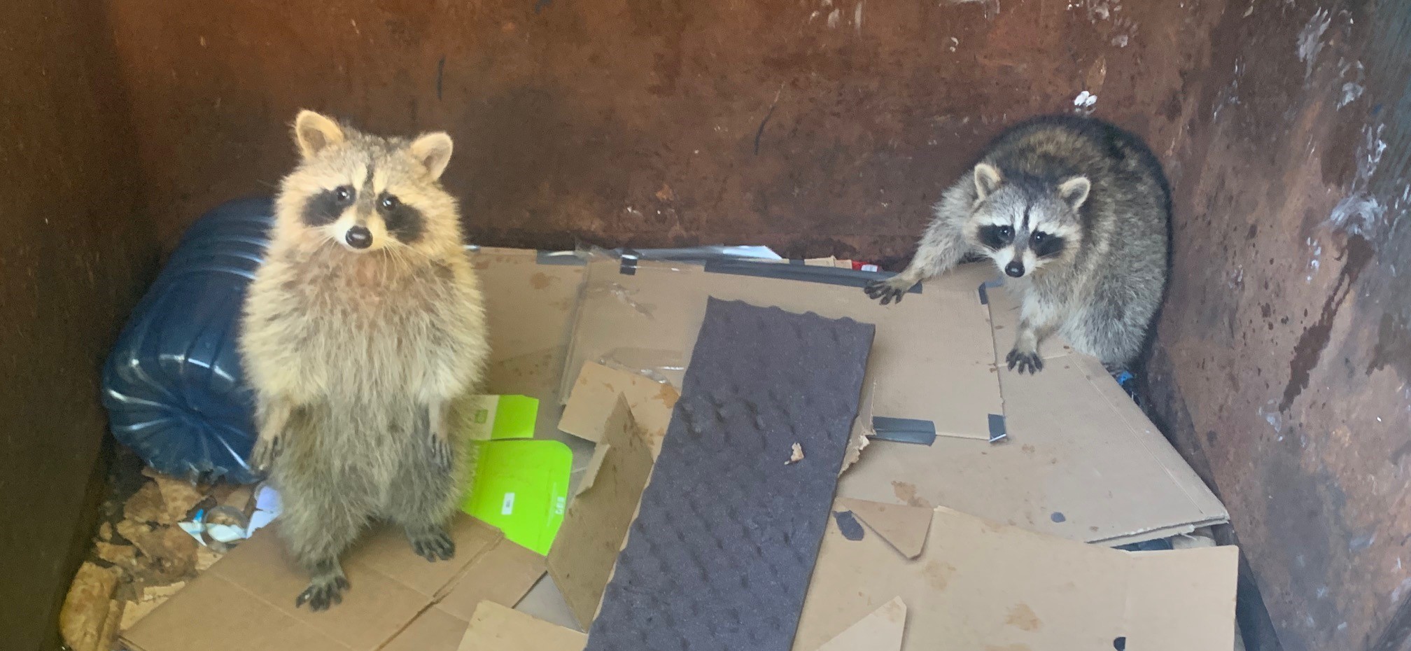 Raccoons vs. Trash Cans - Tips to Secure Your Waste