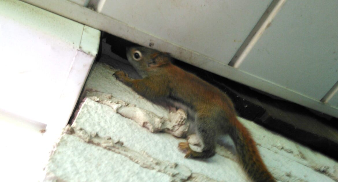 Scarborough Wildlife Control - Common Signs Squirrels Are In Your Attic