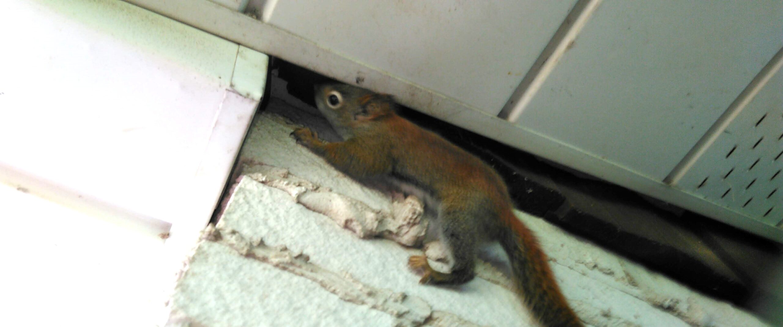 Scarborough Wildlife Control - Common Signs Squirrels Are In Your Attic