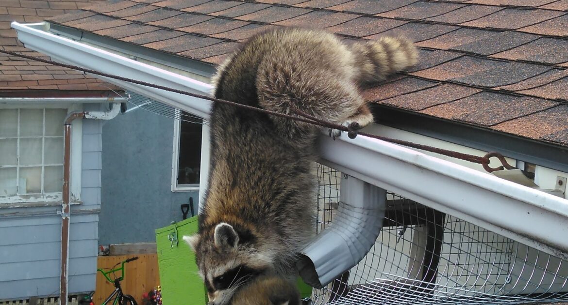 Simple Ways To Protect Your Pets From Raccoons