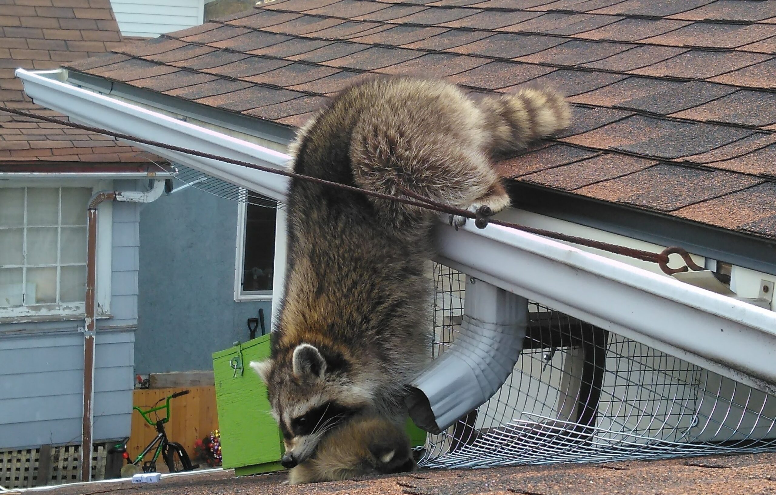 Simple Ways To Protect Your Pets From Raccoons