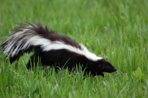 Skunks And Rabies - What Homeowners in Richmond Hill Need To Know