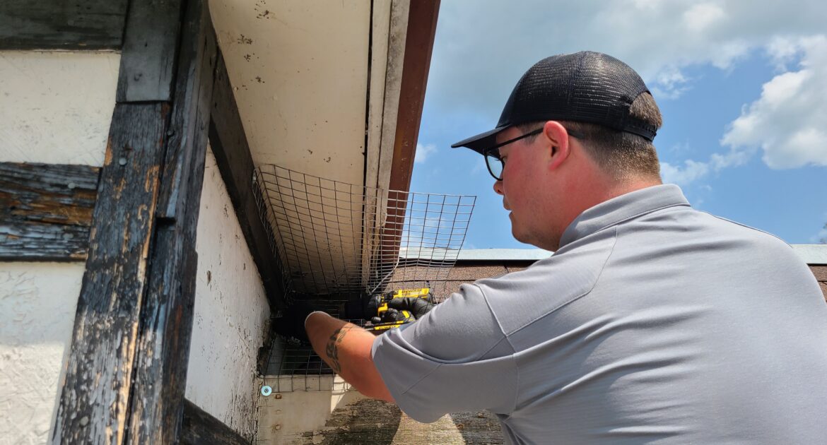 The Problems That Crows Cause For Homeowners in Niagara