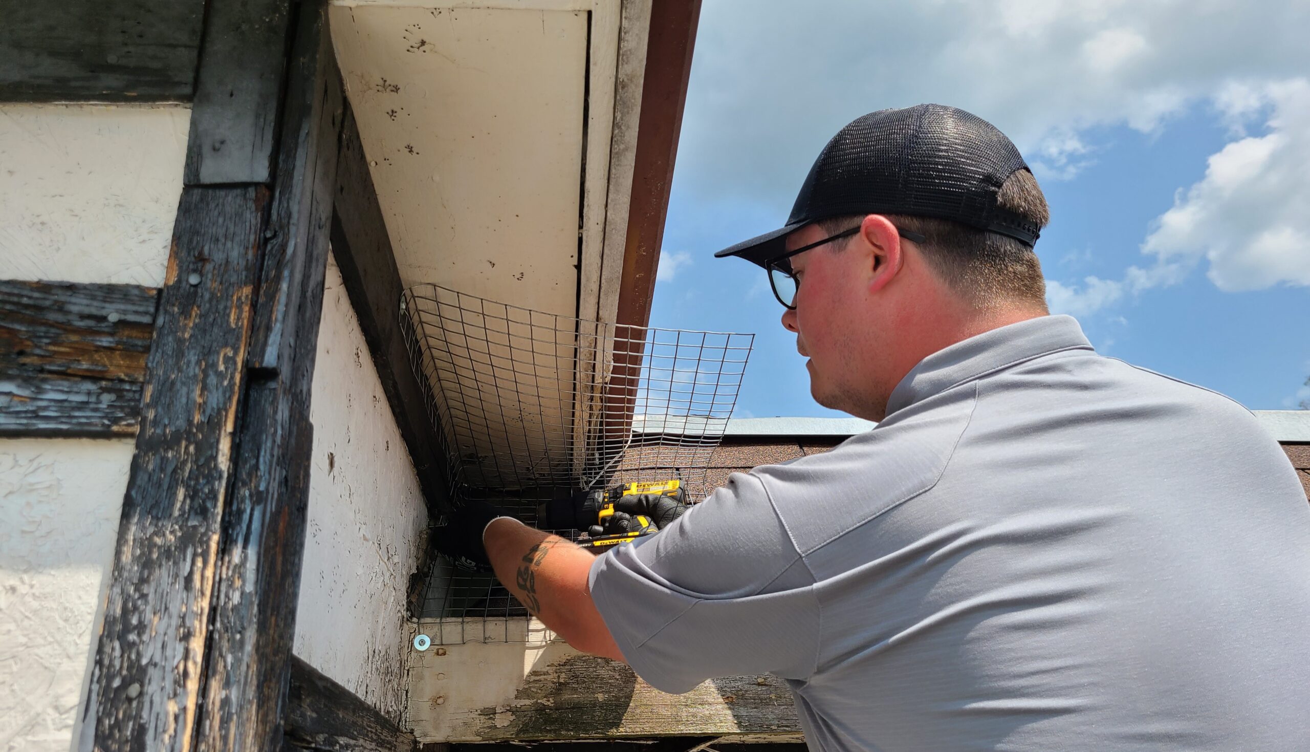 The Problems That Crows Cause For Homeowners in Niagara