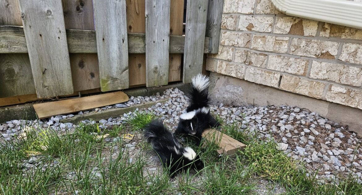 The Top Places Skunks Could Be Making A Nest In Your Yard