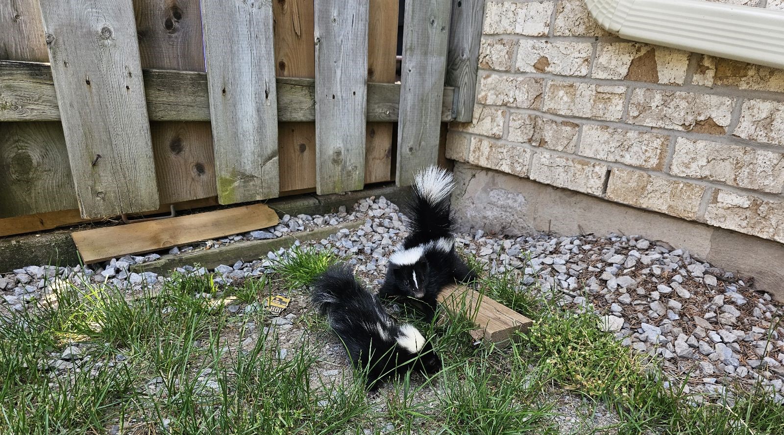 The Top Places Skunks Could Be Making A Nest In Your Yard