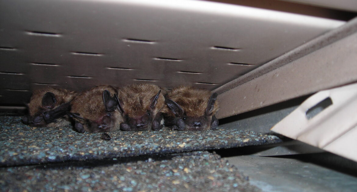 Toronto Wildlife Control - What Does a Bat Infestation Sound Like