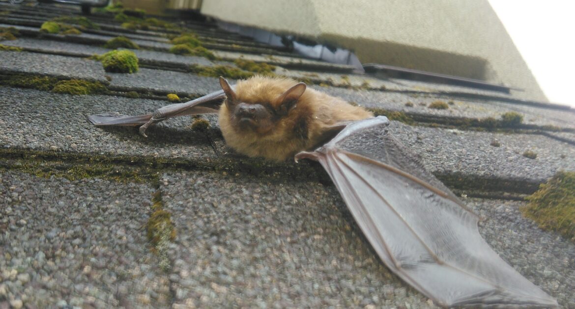 Vaughan Wildlife Removal - Can Bats Walk, Or Do They Only Fly