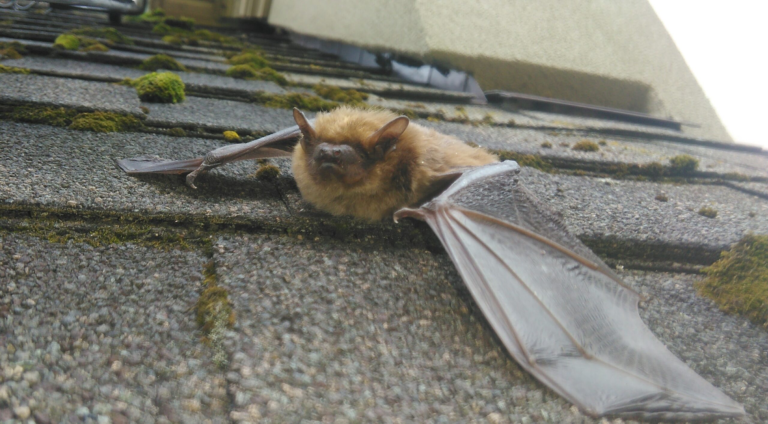 Vaughan Wildlife Removal - Can Bats Walk, Or Do They Only Fly