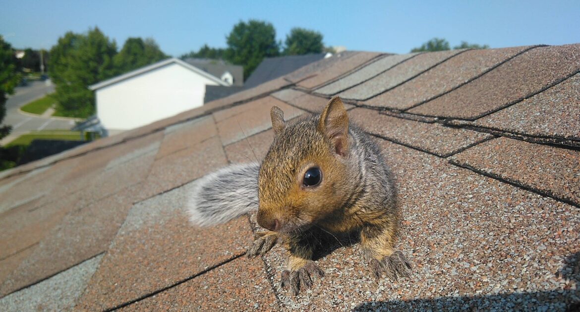 What To Do If Your Hear Noises Coming From Your Chimney In Richmond