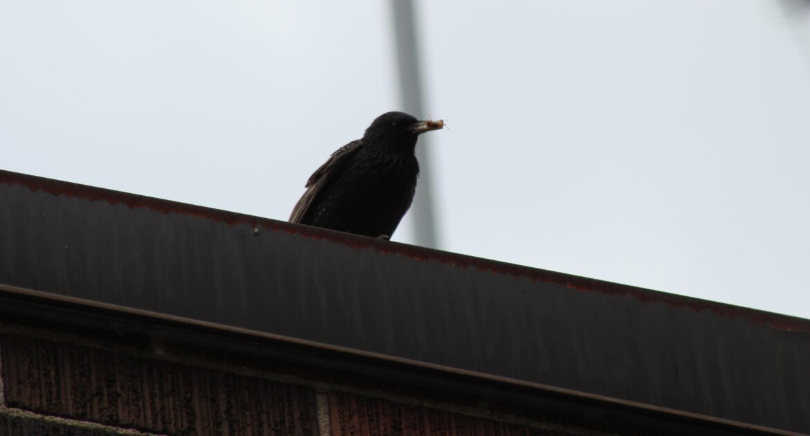 What Types Of Birds Could Be Nesting In Your Hamilton Home