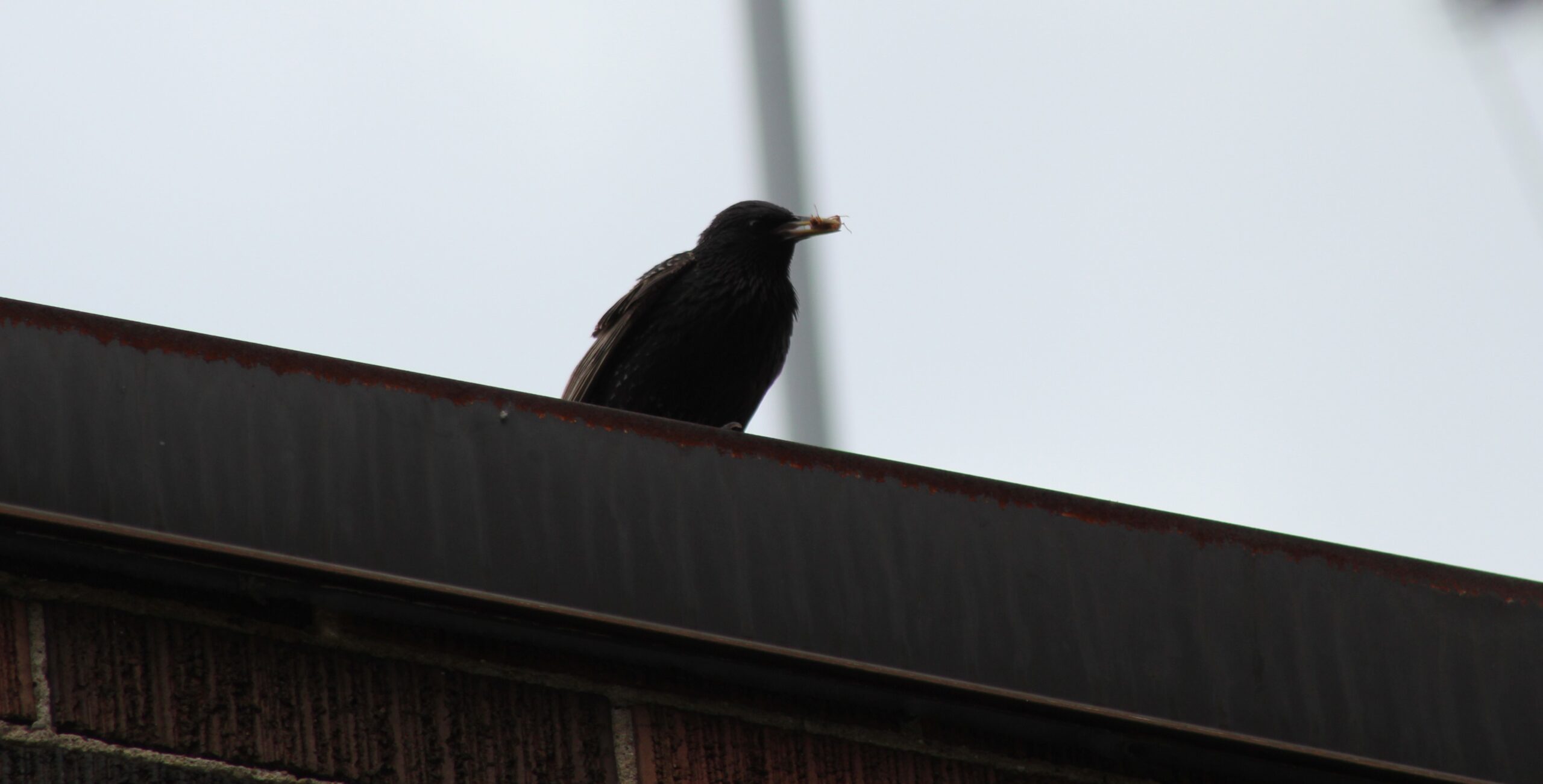 What Types Of Birds Could Be Nesting In Your Hamilton Home