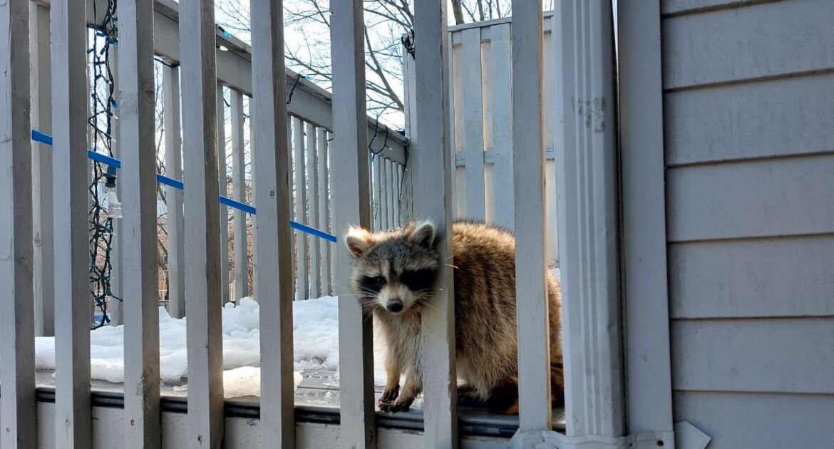 Why Raccoons Are More Likely to Enter Kitchener Homes During Cold Weather