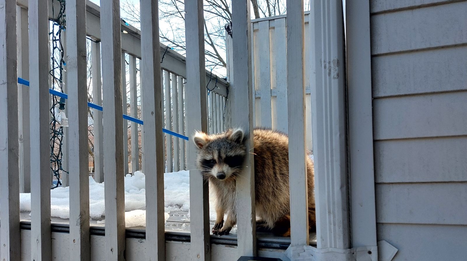 Why Raccoons Are More Likely to Enter Kitchener Homes During Cold Weather