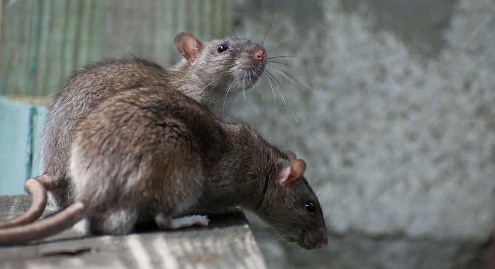 Why Water Leaks Around Your Etobicoke Home Are Attracting Rodents