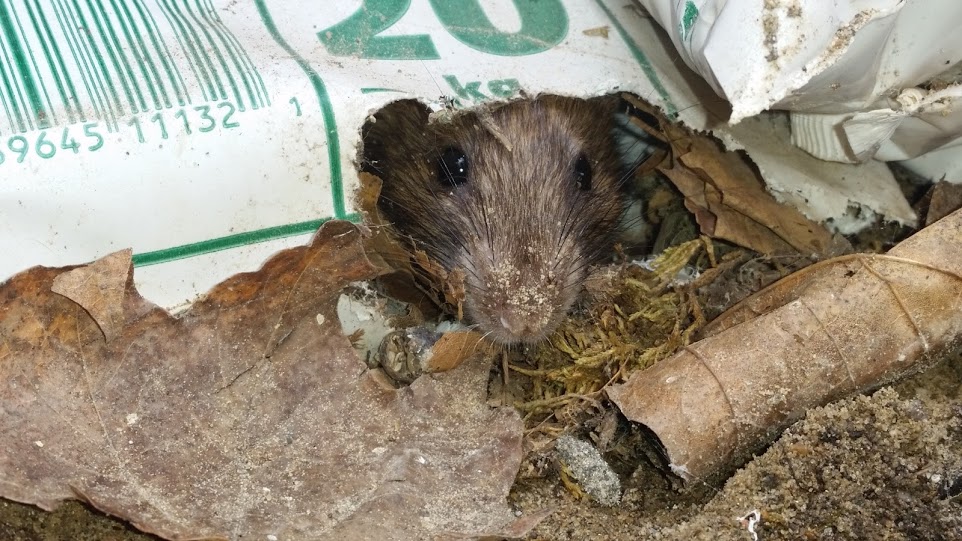 Why You Are Seeing More Rats In Your Whitby Home This Winter