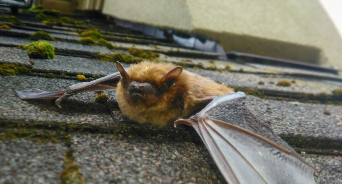 Why do Brown Bats Have Sharp Teeth