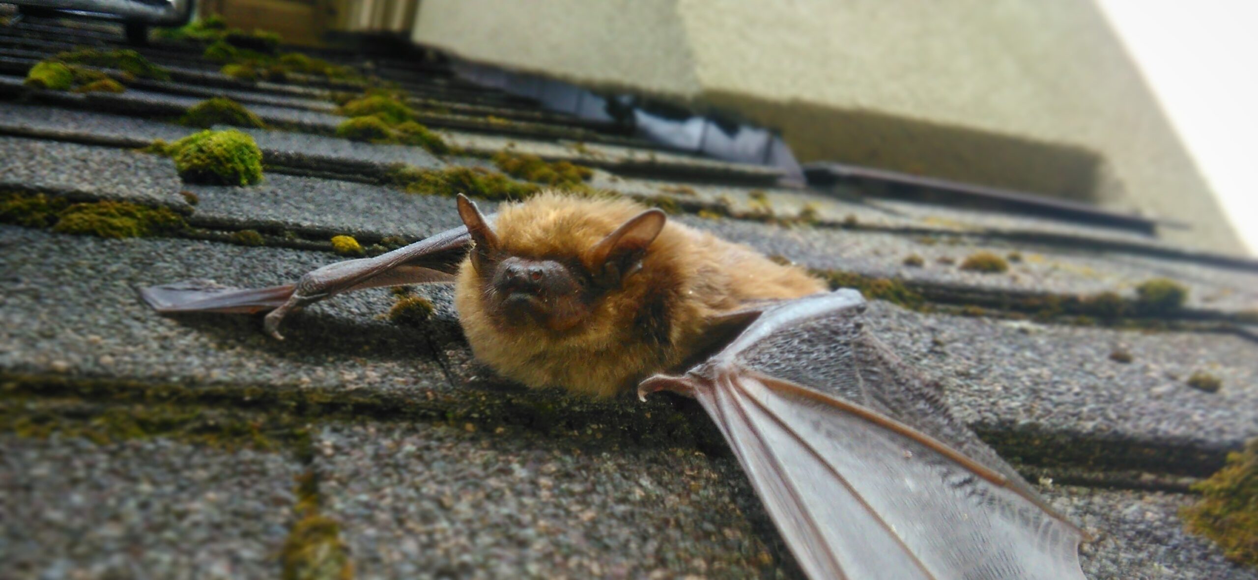 Why do Brown Bats Have Sharp Teeth