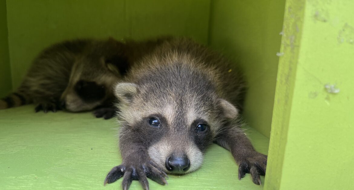 Boston Wildlife Control - Why is a Raccoon Sleeping on my Deck