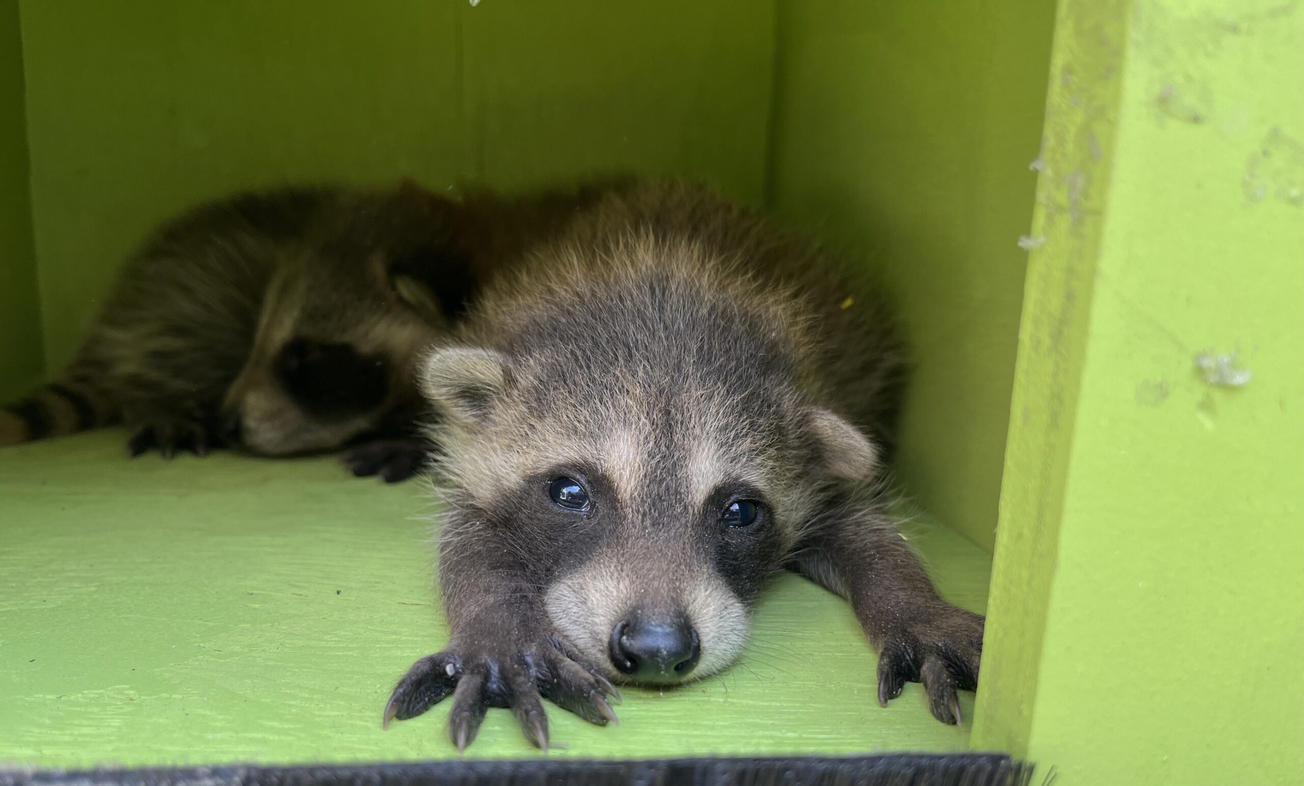 Boston Wildlife Control - Why is a Raccoon Sleeping on my Deck