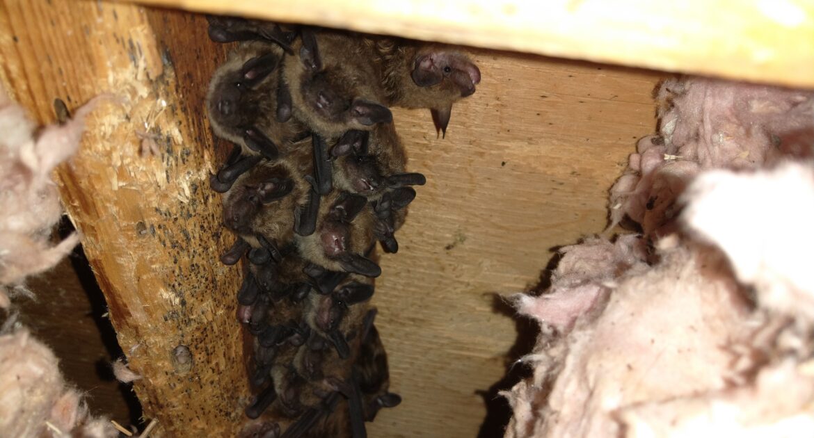 Boston Wildlife Removal - What Temperature is too Cold for a Bat