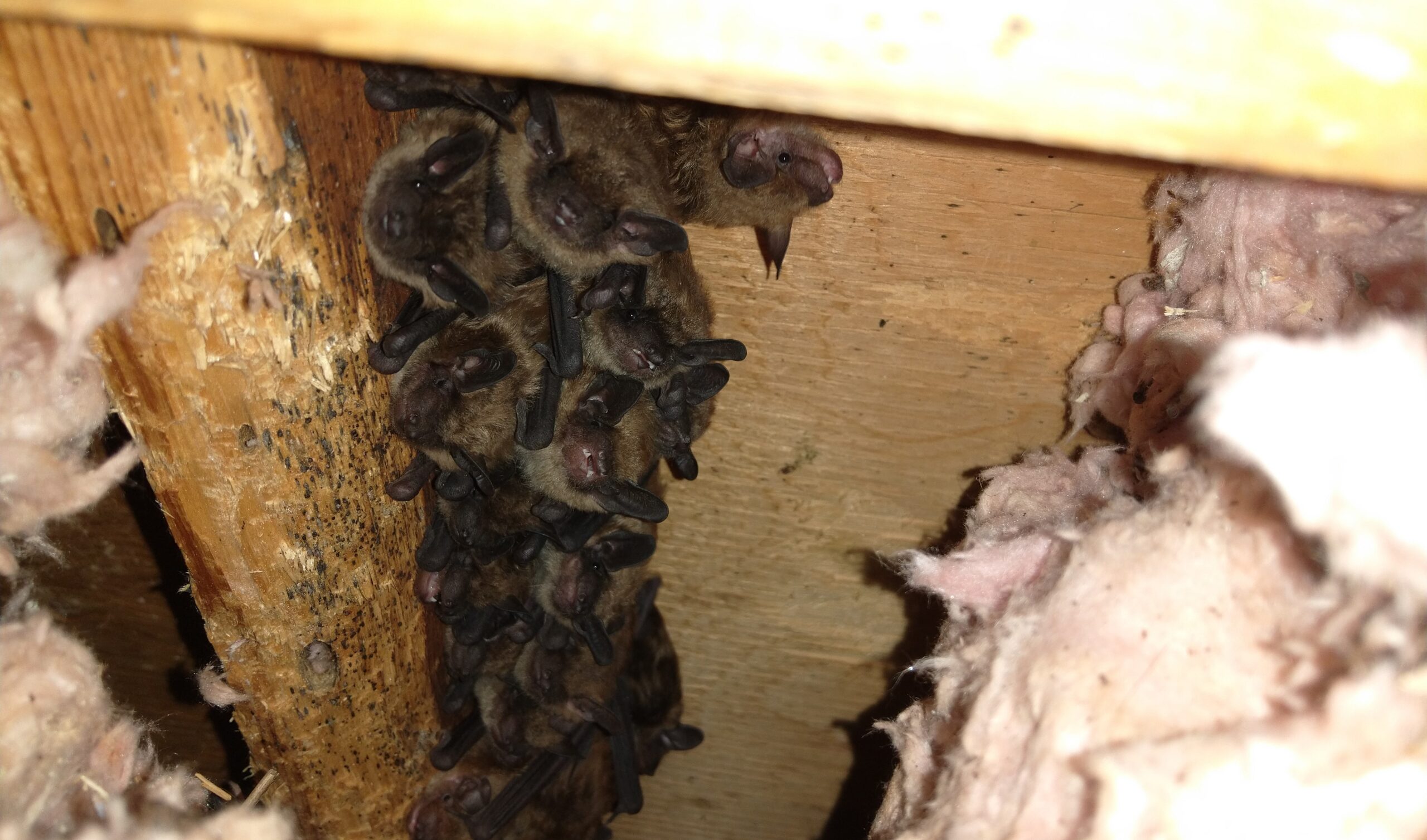 Boston Wildlife Removal - What Temperature is too Cold for a Bat