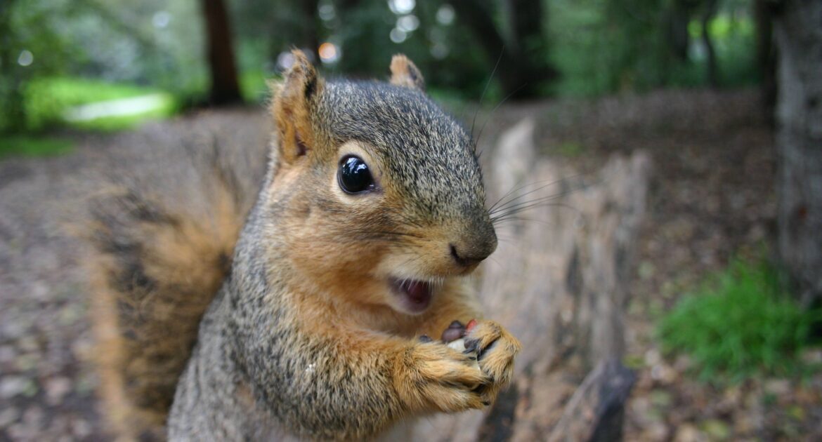 Do Squirrels Have a Favorite Type Of Nut