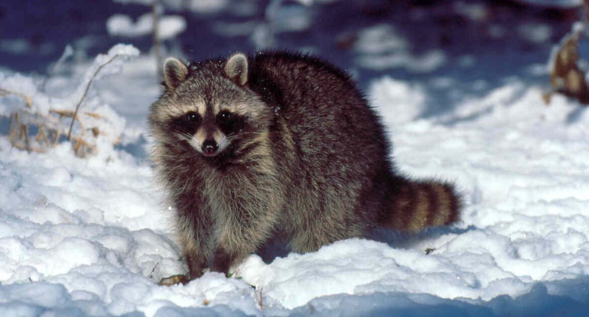 How Raccoons Adapt To Winter Weather In Pickering