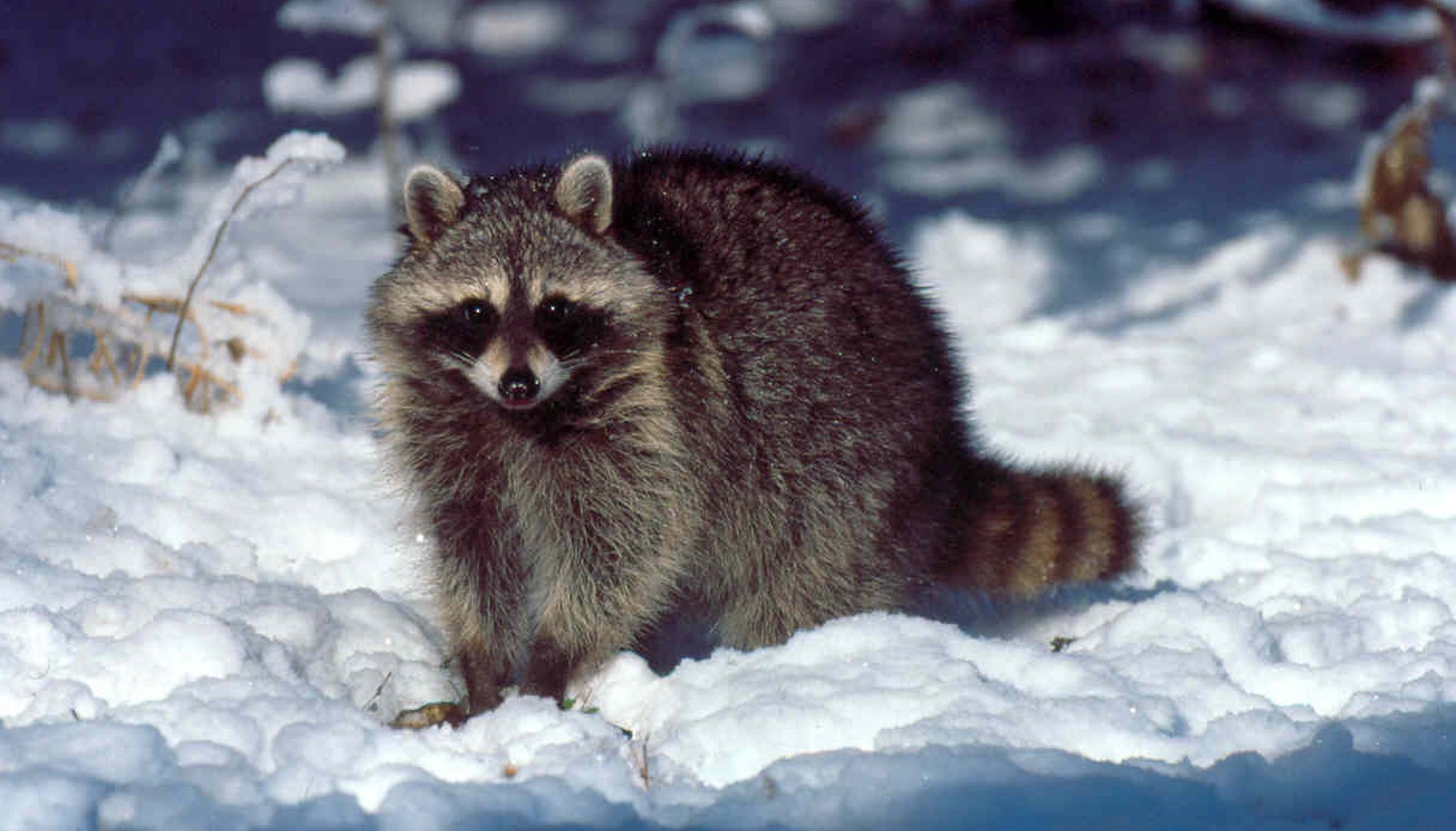 How Raccoons Adapt To Winter Weather In Pickering