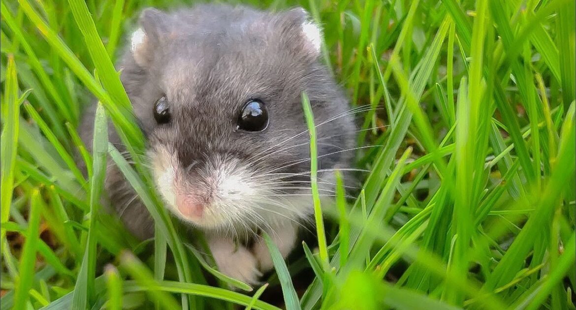 How To Keep Mice Out Of Your Air Conditioner