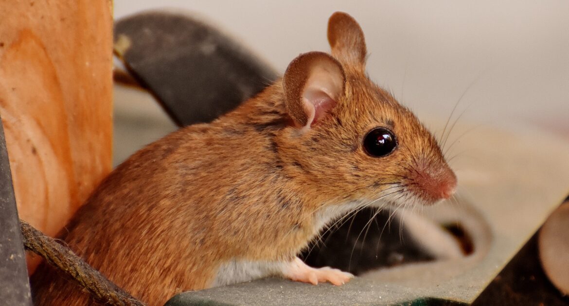 How To Prevent Mice From Chewing Electrical Wires