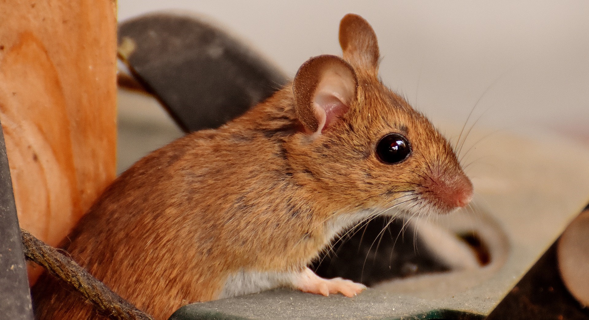 How To Prevent Mice From Chewing Electrical Wires