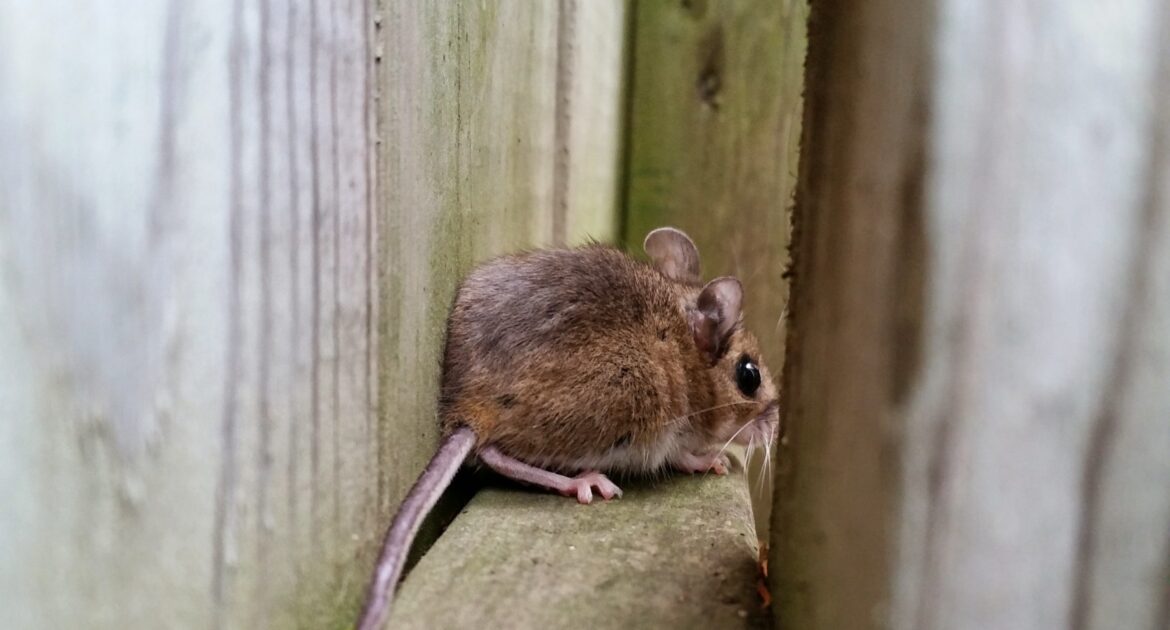 How To Stop Mice From Getting Into Your Food In Your Kitchen