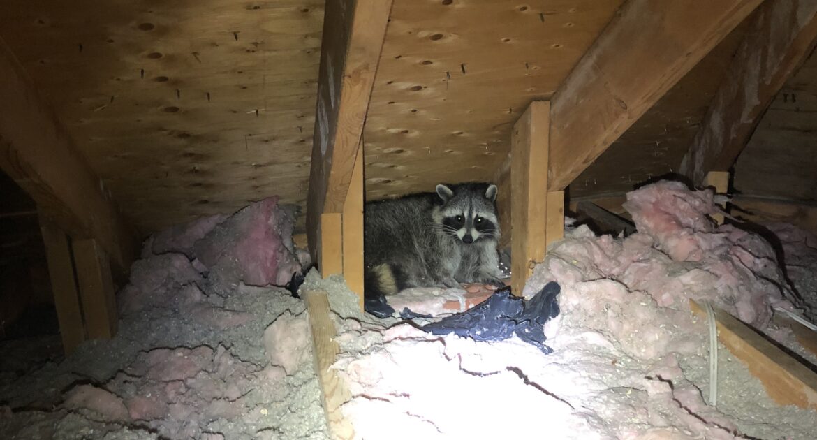 How to Raccoon Proof Your Minneapolis Property